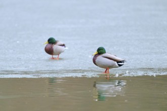 Mallard (Anas platyrhynchos), two ducks standing on ice near a water surface with reflection,