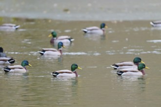 Mallard (Anas platyrhynchos), ducks swimming comfortably on a quiet pond, winter, Amorbach,