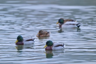 Mallard (Anas platyrhynchos), group of ducks swimming in calm water, winter, Amorbach, Bavaria,