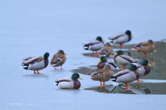 Mallard (Anas platyrhynchos), birds on a mixture of ice and water, winter, Amorbach, Bavaria,