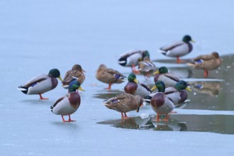 Mallard (Anas platyrhynchos), numerous ducks resting on partly frozen lake with dark water, winter,