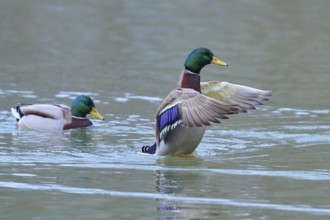 Mallard (Anas platyrhynchos), spreading wings in the water next to swimming mate, winter, Amorbach,