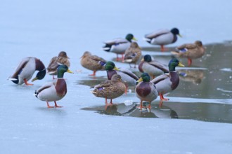 Mallard (Anas platyrhynchos), several ducks on partly frozen lake with small water areas, winter,