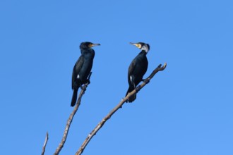 Cormorant (Phalacrocorax carbo), two birds on a branch against the background of a clear blue sky,