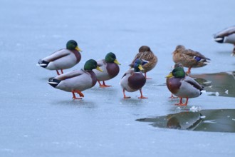 Mallard (Anas platyrhynchos), ducks and drakes on ice with partly liquid water, vivid colours and