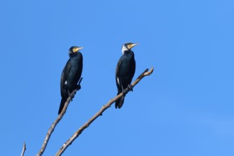 Cormorant (Phalacrocorax carbo), two birds sitting next to each other on a branch against a blue