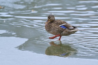 Mallard (Anas platyrhynchos), duck carefully crossing the ice, winter, Amorbach, Bavaria, Germany