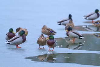 Mallard (Anas platyrhynchos), group of ducks standing on frozen lake with partial reflection,