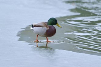 Mallard (Anas platyrhynchos), drake standing on the frozen water surface, winter, Amorbach,