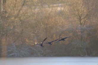 Three Canada geese (Branta canadensis), flying over a winter landscape with trees and morning