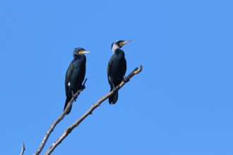 Cormorant (Phalacrocorax carbo), two birds on a branch with blue background sky, winter, Reinheimer