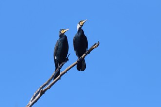 Cormorant (Phalacrocorax carbo), two resting on a branch under a clear, bright blue sky, winter,