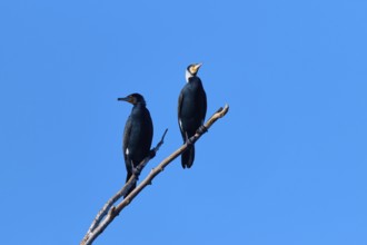 Cormorant (Phalacrocorax carbo), two sitting on a branch in front of a clear blue sky, winter,