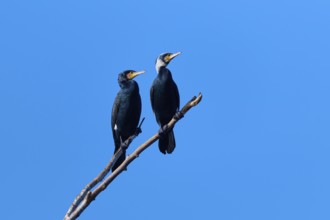 Cormorant (Phalacrocorax carbo), two birds sitting on a branch in front of a clear blue sky,