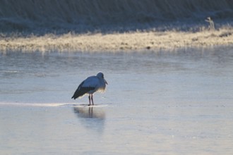 Stork (Ciconia ciconia), standing on a frozen lake in a quiet winter landscape, winter, Reinheimer