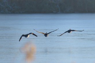 Three Canada geese (Branta canadensis), flying in a line over a still lake at dawn, winter,