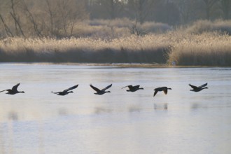 Group of Canada geese (Branta canadensis), flying over a frozen lake with reeds in the background,