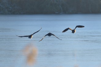 Three Canada geese (Branta canadensis), flying in a clear winter landscape over a blue lake,
