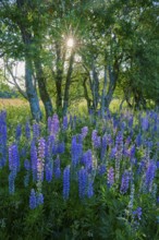 Purple lupines blooming under trees with sunlight in the background, Fladungen, Frankenheim, Hohe