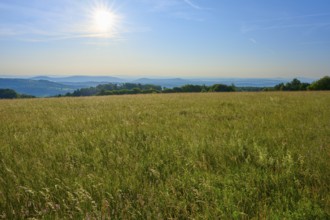 Sun-drenched meadows with hills and a clear blue sky on the horizon, Fladungen, Frankenheim, Hohe