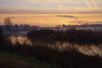 Misty riverbank at sunrise with soft warm colours, Reinheimer Teich, Reinheim, Hesse, Germany