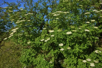 Elderberry (Sambucus), with a multitude of white flowers, Fladungen, Hohe Rhön, Rhön, Hesse,