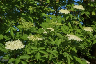 Elderberry (Sambucus), with white flowers in close-up, Fladungen, Hohe Rhön, Rhön, Hesse, Germany