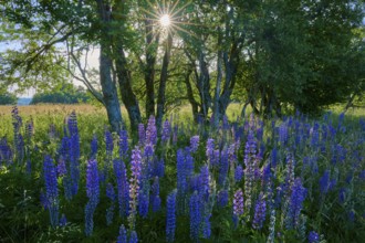 Flowering lupines in a field at the edge of a forest with soft sunlight, Fladungen, Frankenheim,