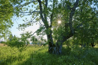 Large tree in the forest with sunbeams shining through the leaves, Fladungen, Frankenheim, Hohe