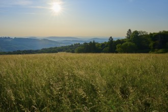 Sunlit meadow landscape with rolling hills and wooded mountain ranges on the horizon, Fladungen,