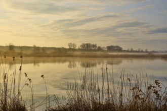 Golden morning mood at a misty lake with peaceful reflections, Reinheimer Teich, Reinheim, Hesse,