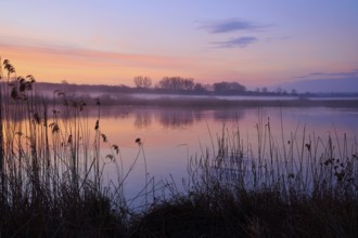 Gentle morning colours on a calm lake with reeds in the foreground, Reinheimer Teich, Reinheim,