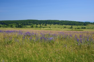 Flower-rich meadow with purple lupins in a hilly landscape against a forest backdrop, Lange Rhön,