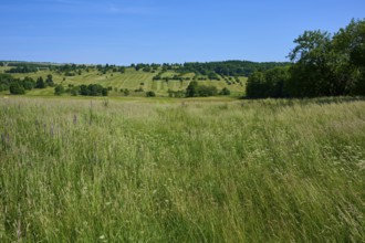 Wide fields stretch over rolling hills under a clear summer sky, Lange Rhön, Oberelsbach, Rhön,