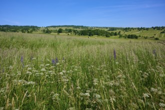 Weed-covered meadow in an extensive, gently undulating landscape under a blue sky, Lange Rhön,