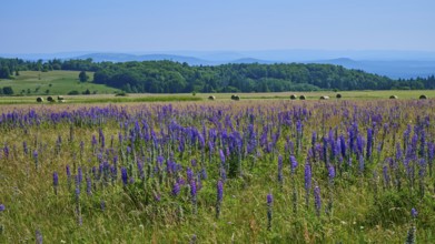 Wide meadow full of purple lupines with rolling hills and forest in the background under a clear