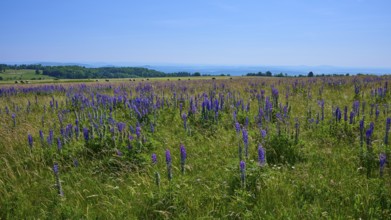 Wide field with purple lupines under a blue sky, Lange Rhön, Hausen, Rhön, Bavaria, Germany