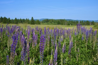 Lupines in full bloom on a vast field, Fladungen, Hohe Rhön, Rhön, Hesse, Germany