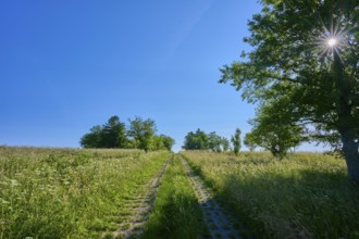 Path through a peaceful landscape with a clear blue sky and trees, Fladungen, Frankenheim, Hohe