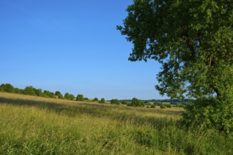 Green fields with single trees under a clear blue sky, Fladungen, Frankenheim, Hohe Rhön, Rhön,