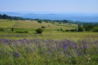 Colourful flower meadow with purple lupines in a wide, hilly landscape with mountain views, Lange