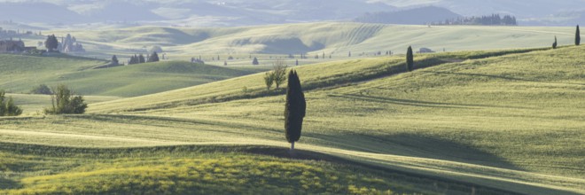 Landscape at sunrise around Pienza, Val d'Orcia, Orcia Valley, UNESCO World Heritage Site, Province