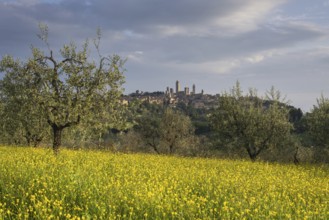 Yellow flowering broom, spring meadow with olive trees, behind San Gimignano, Tuscany, Italy