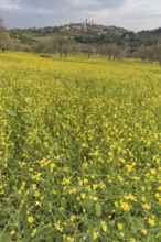 Yellow flowering broom, spring meadow with olive trees, behind San Gimignano, Tuscany, Italy