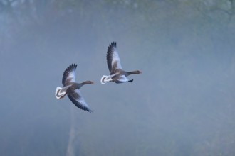 Greylag goose (Anser anser), two flying geese through a misty, wintry landscape, Reinheimer Teich,