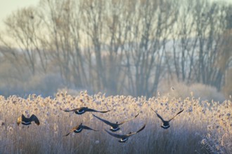 Canada goose (Branta canadensis), flock flying over the frozen reeds in the morning light,