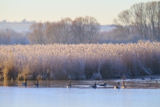 Winter morning at the lake with calm water surface and frozen reeds, Canada goose (Branta