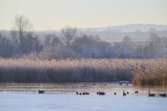 Lake with ducks and geese on winter reeds, surrounded by trees in a gentle morning mood, Reinheimer