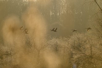 Canada goose (Branta canadensis), flying over a winter landscape full of trees, Reinheimer Teich,