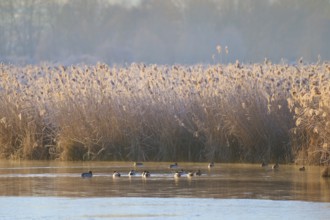 Frozen reeds with ducks on the water, captured in a wintry light, Reinheimer Teich, Reinheim,